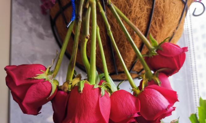 真花玫瑰干花的保养方法是什么？如何延长其观赏期？