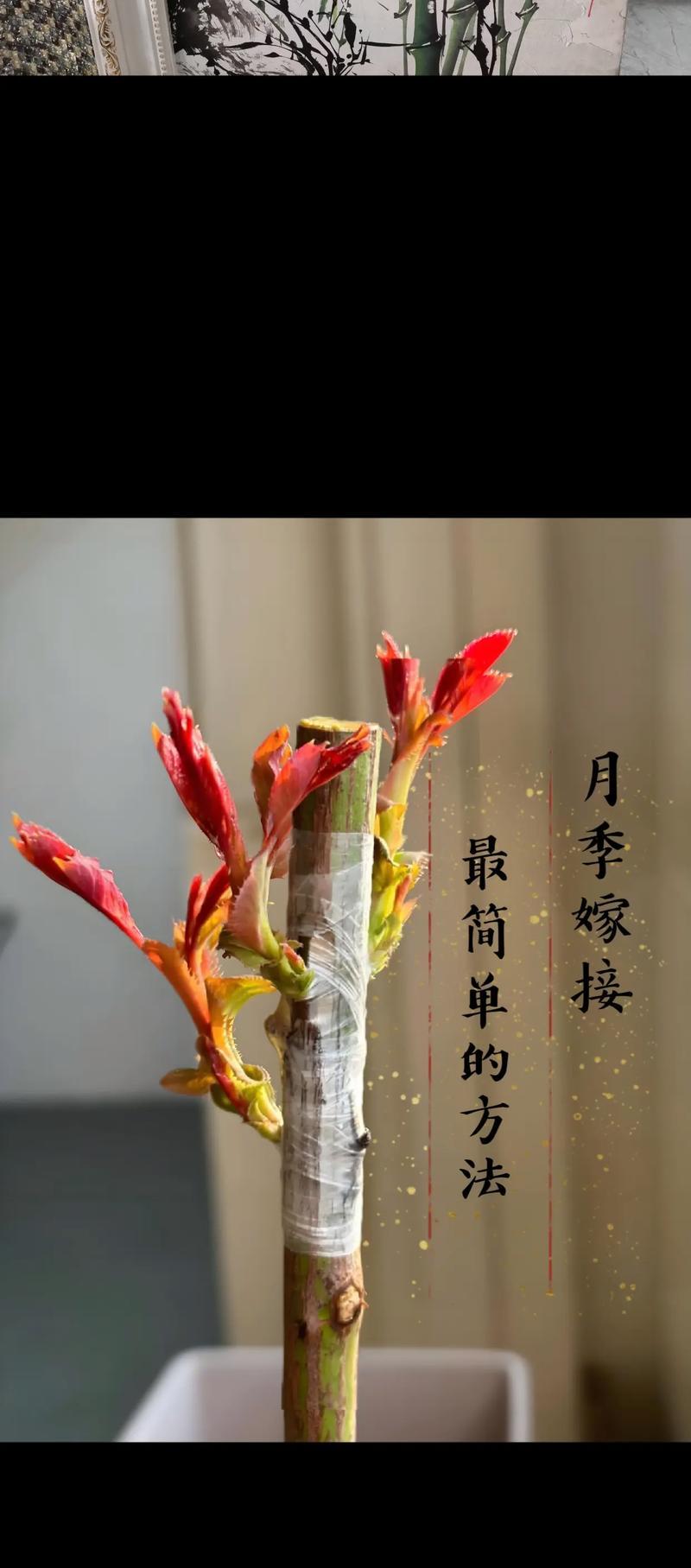 仙人球嫁接的步骤和注意事项有哪些？