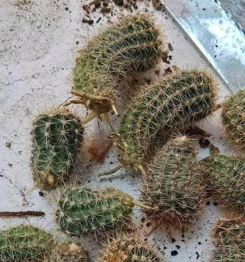 仙人球分盆的必要性是什么？分盆后如何促进仙人球开花？