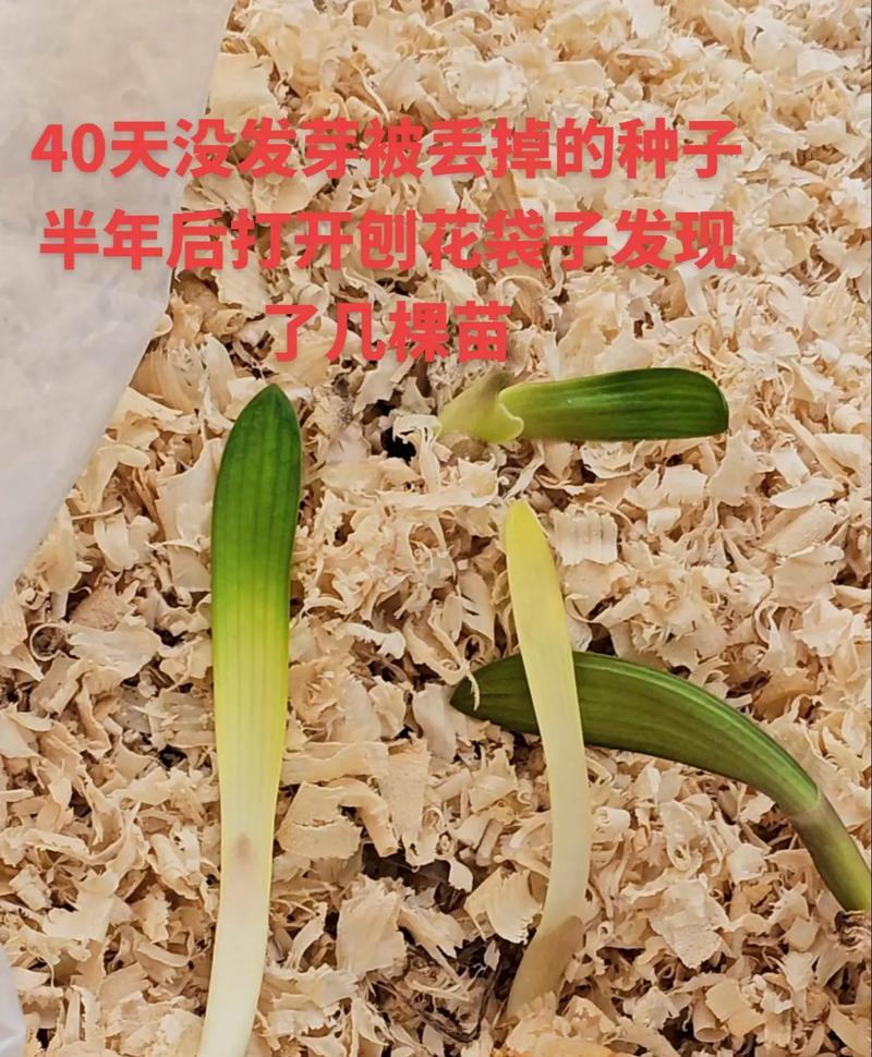 君子兰中间出现白色是什么植物？如何处理？