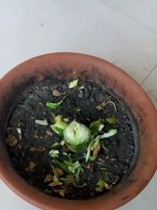 君子兰为何会出现乱发芽现象？原因何在？