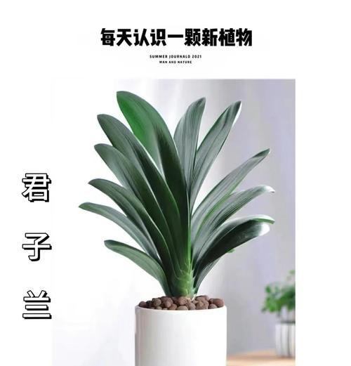 君子兰水培出根的最佳时机是什么时候？