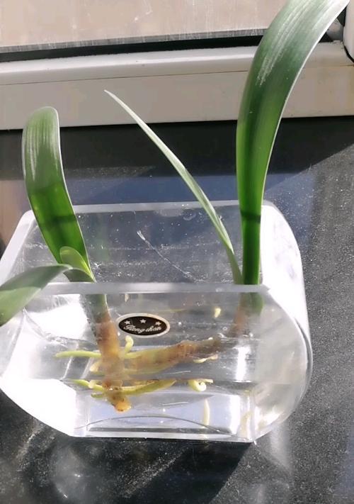 君子兰水培出根的最佳时机是什么时候？
