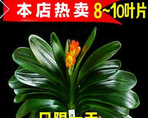 君子兰苗养护和浇水方法是什么？