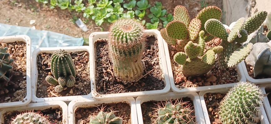 石头花盆种植仙人球是否适宜？养护要点有哪些？