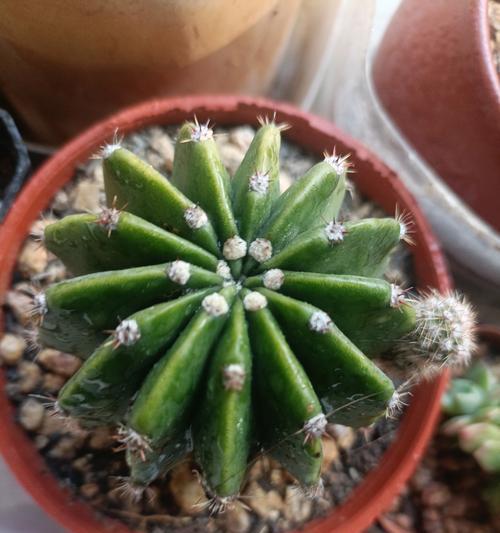 金冠群生仙人球的种植方法是什么？如何保证其群生效果？
