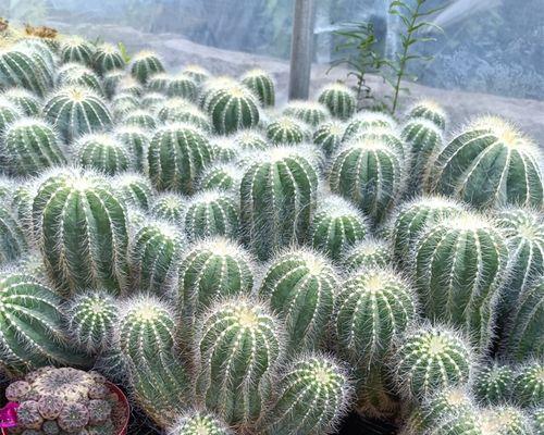 金冠群生仙人球的种植方法是什么？如何保证其群生效果？