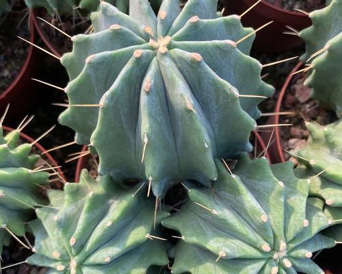 金冠群生仙人球的种植方法是什么？如何保证其群生效果？