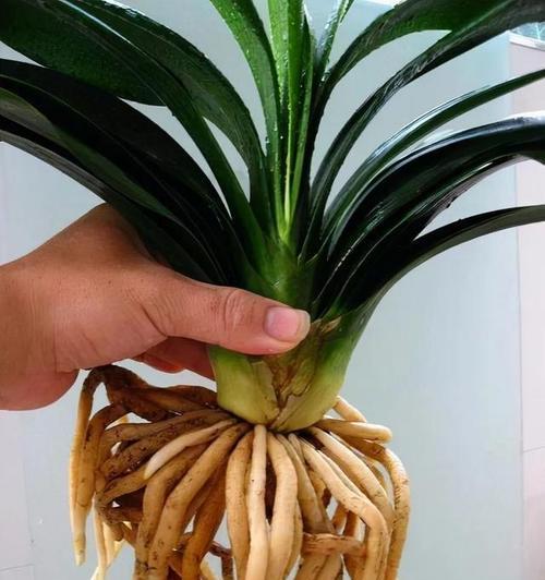君子兰施肥的最佳时间是什么时候？