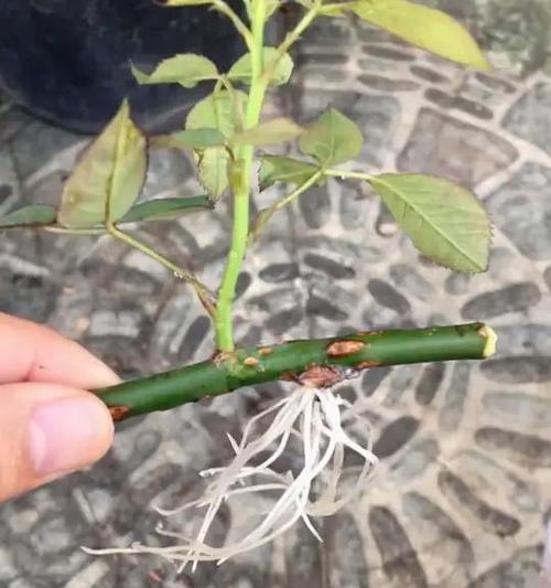 玫瑰花发芽需要多长时间？如何正确养护玫瑰花以促进发芽？