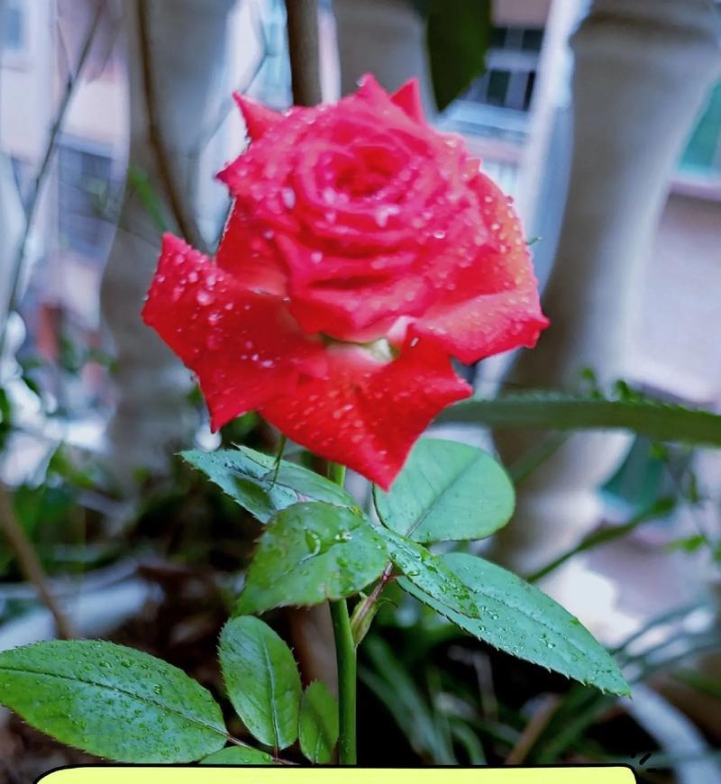 玫瑰花发芽需要多长时间？如何正确养护玫瑰花以促进发芽？
