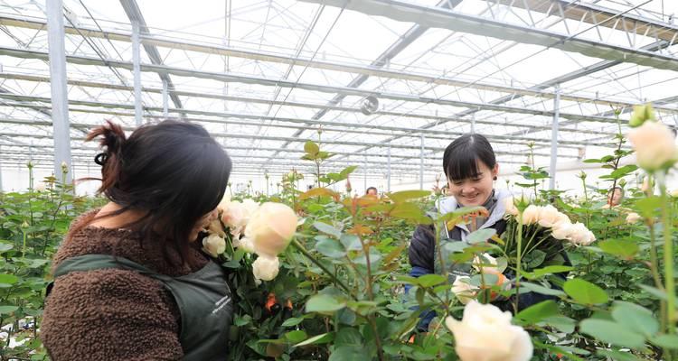 室内种植玫瑰花距离多远合适？种植条件是什么？
