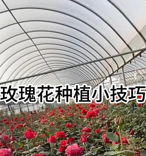 室内种植玫瑰花距离多远合适？种植条件是什么？