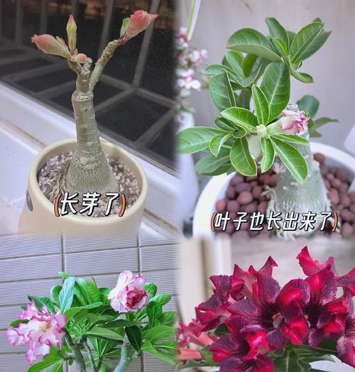 室内种植玫瑰花距离多远合适？种植条件是什么？