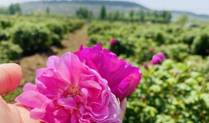 玫瑰花侧枝的种植方法是什么？需要注意哪些事项？