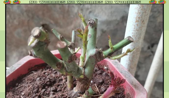 玫瑰花侧枝的种植方法是什么？需要注意哪些事项？