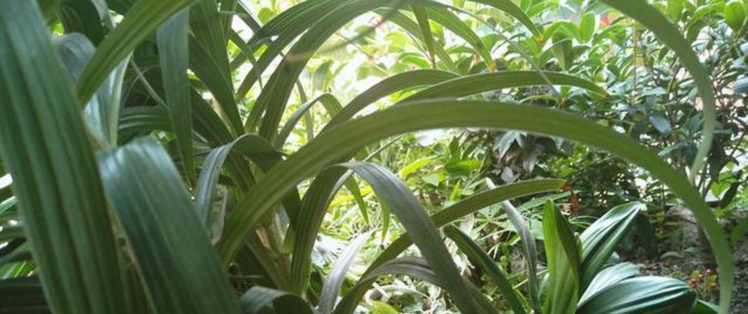 名花君子兰的养护与浇水技巧有哪些？