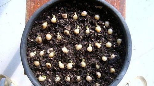 君子兰营养球的种植方法是什么？