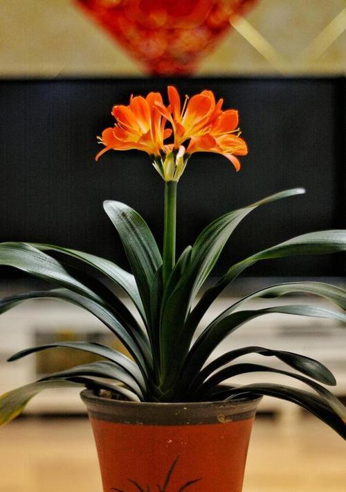 君子兰正常开花期需要多久浇一次水？