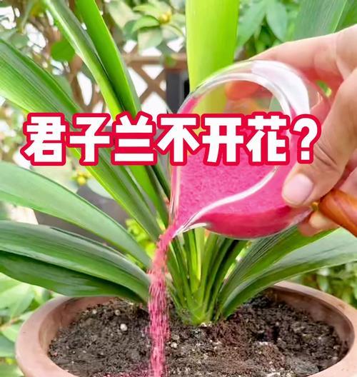 君子兰正常开花期需要多久浇一次水？