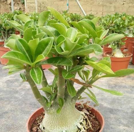 玫瑰花改的种植方法是什么？需要注意哪些事项？