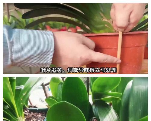 君子兰不换盆时如何正确浇水？多久浇一次合适？