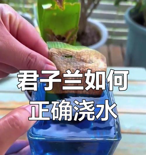 君子兰不换盆时如何正确浇水？多久浇一次合适？