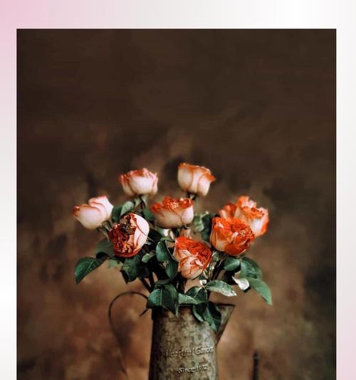 玫瑰花不点燃会枯萎吗？其枯萎的原因是什么？
