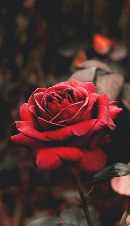 玫瑰花不点燃会枯萎吗？其枯萎的原因是什么？
