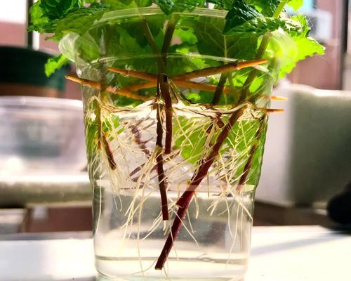 仙人球断枝怎么种植的呢？断枝后如何处理才能成功生根？