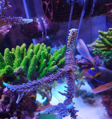 仙人球断枝怎么种植的呢？断枝后如何处理才能成功生根？