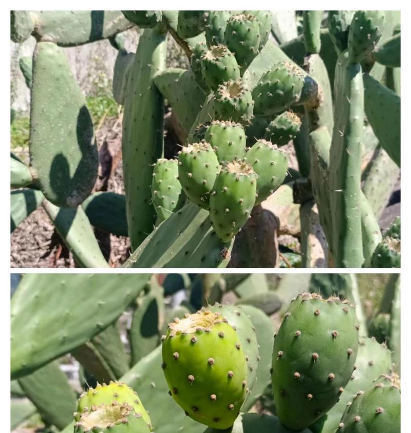 仙人掌种植时如何处理天花板问题？