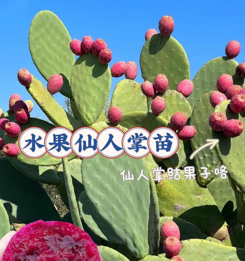 仙人掌种植时如何处理天花板问题？