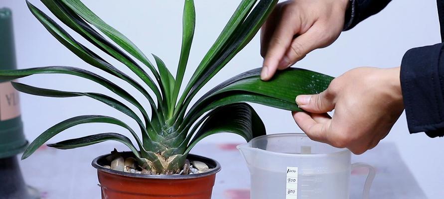 君子兰骨头发酵后多久可以浇水？如何判断？