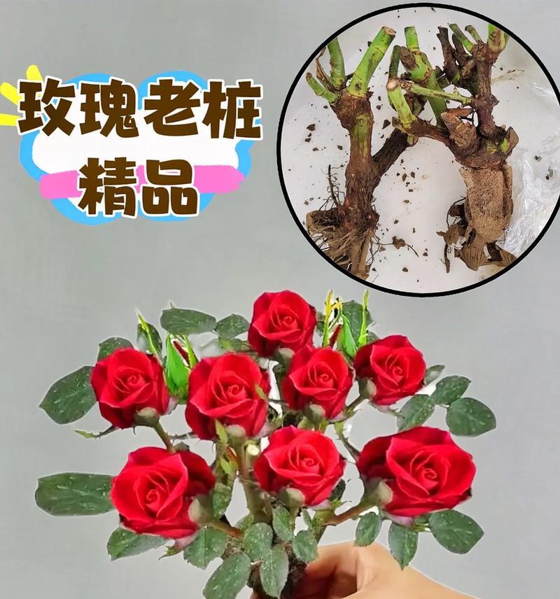 花土种植玫瑰花的步骤是什么？