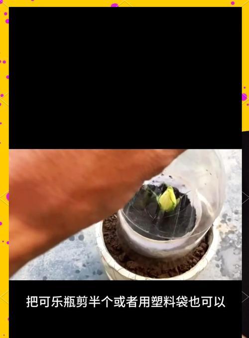 花土种植玫瑰花的步骤是什么？