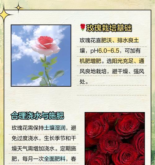 花土种植玫瑰花的步骤是什么？