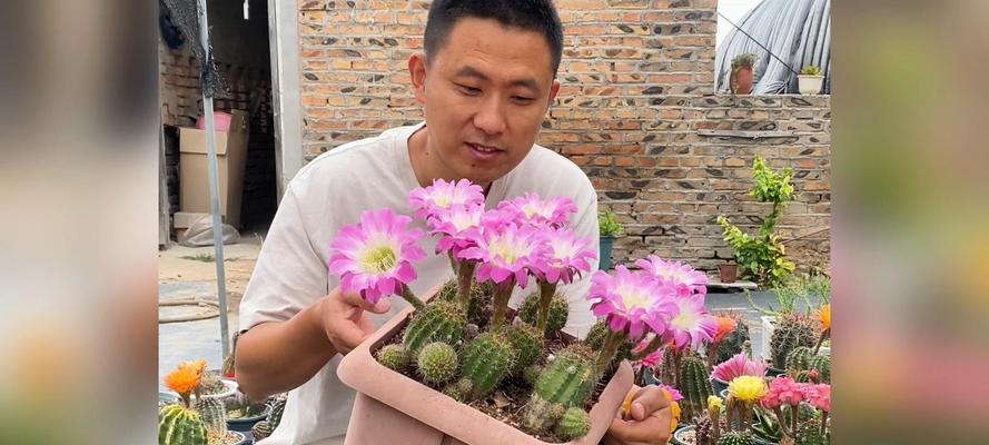 毛花柱仙人球的管理技巧有哪些？