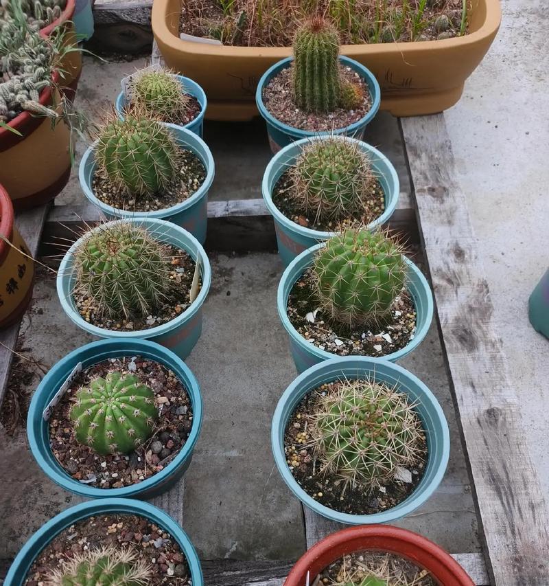 毛花柱仙人球的管理技巧有哪些？