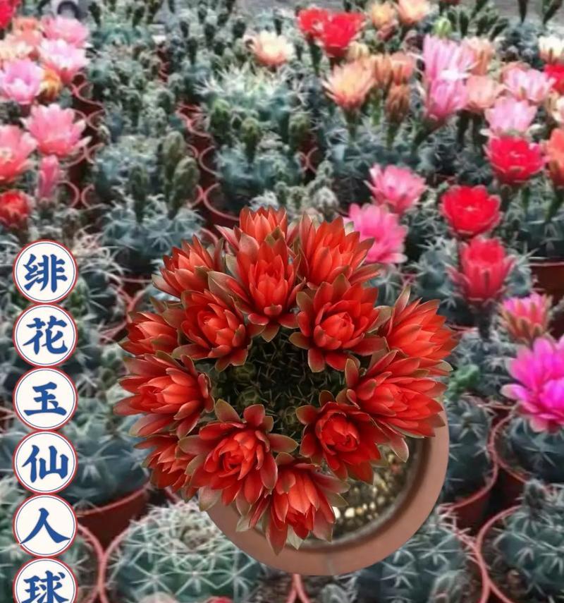 细叶仙人球花如何养护管理？有哪些注意事项？