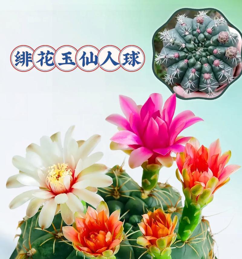 细叶仙人球花如何养护管理？有哪些注意事项？