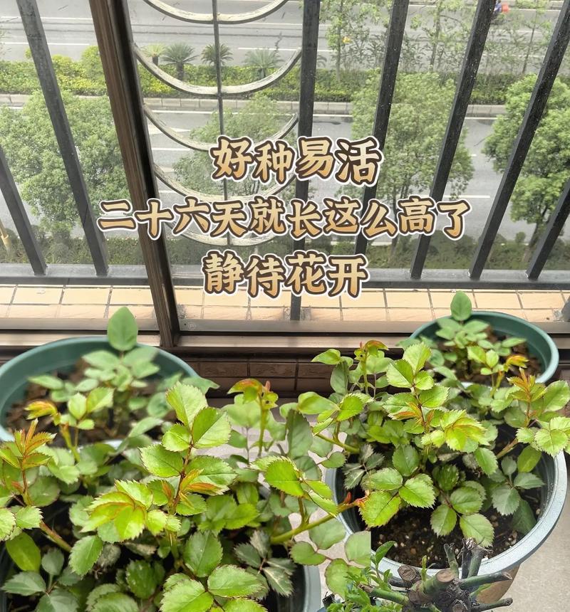 玫瑰花生根的正确养护方法是什么？