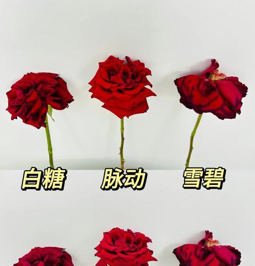 玫瑰花生根的正确养护方法是什么？