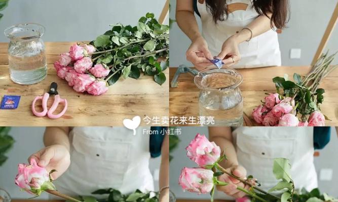 玫瑰花生根的正确养护方法是什么？