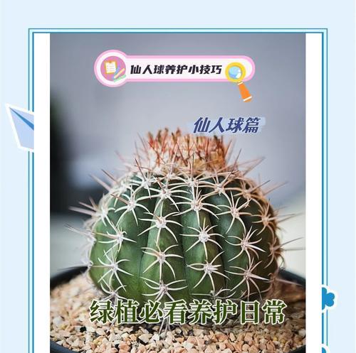 水泥麒麟仙人球的正确养护方法是什么？