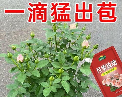 玫瑰花催花苞肥料使用方法是什么？