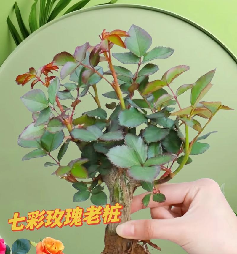 玫瑰花嫁接能出不同颜色吗？如何操作？