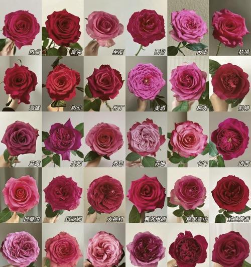 玫瑰花嫁接能出不同颜色吗？如何操作？