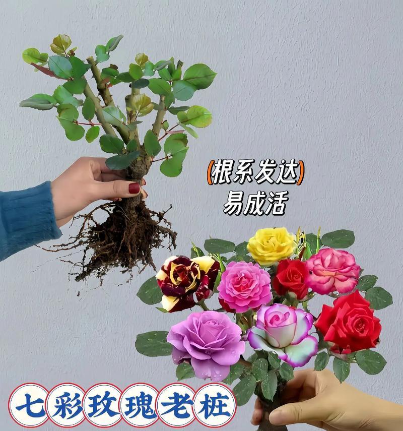玫瑰花嫁接能出不同颜色吗？如何操作？
