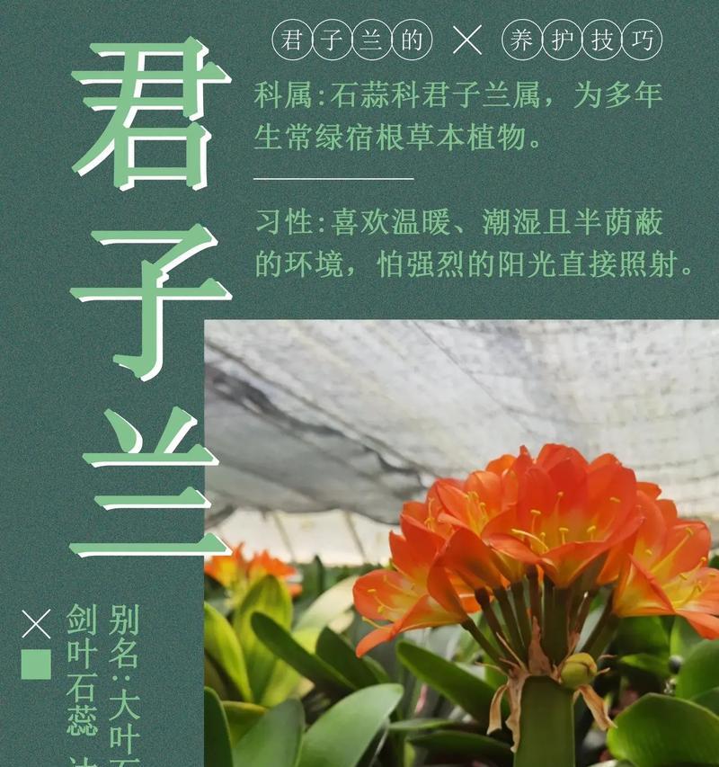 君子兰种子发芽需要多长时间？君子兰种子发芽的条件是什么？